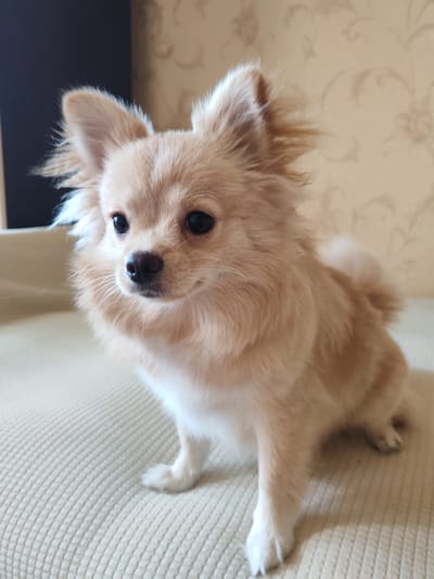 The image shows a light brown, long-haired dog, possibly a Pomeranian or a Chihuahua mix, sitting on a beige, textured surface. The dog has large, dark eyes, a dark nose, and prominent, erect ears. Its fur is fluffy, especially around its face and ears, and its body is a lighter shade of brown with white markings on its chest and paws. The background is out of focus, but appears to be a wall with a light-colored, patterned wallpaper and a dark object on the left. The lighting suggests an indoor setting. There is no indication of the location being Novoshakhtinsk, Russia.