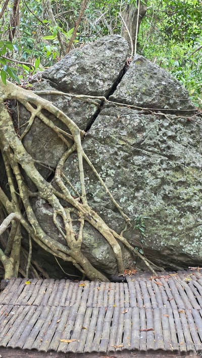 The image captures a natural scene featuring a large, grey, lichen-covered boulder split by a dark, deep fissure. Tree roots are entwined around the lower portion of the rock, while green foliage is visible in the periphery. To the right, a woven bamboo structure, likely a path or retaining wall, is evident. The photograph was taken in the city of Nam Ninh Hoa, Vietnam. There are no people present in the scene.
