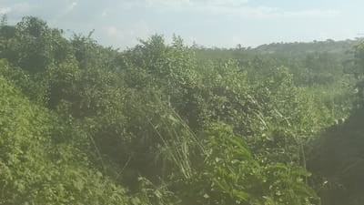 A landscape filled with lush greenery dominates the scene. Overgrown bushes and trees cover the terrain, obscuring any clear pathways or structures. The foliage appears dense and wild, with various shades of green creating texture. The sky, barely visible at the top, suggests a hazy or overcast day. The overall impression is one of untamed nature.