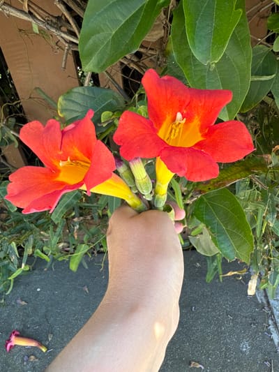 In San Mateo, California, a person's hand is holding a cluster of vibrant red and yellow trumpet-shaped flowers. The flowers are in full bloom, with their petals unfurled, revealing their bright yellow interiors. The hand is positioned in the lower right portion of the frame, gently supporting the stems of the flowers.
The background consists of lush green foliage and a wooden fence, suggesting an outdoor setting, possibly a garden or a yard. The ground in the foreground appears to be a paved surface, likely a sidewalk or a patio, with fallen petals and leaves scattered on it. The lighting suggests it is daytime, with sunlight casting subtle shadows. The overall scene evokes a sense of natural beauty and simple enjoyment of the outdoors.