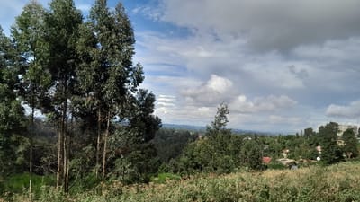 The image shows a view from a hilltop in Gitaru, Kenya, looking out over a forested valley and towards the city in the distance. The sky is cloudy with scattered white clouds. The foreground is dominated by a group of tall trees, with a grassy area in front of them. The valley below is covered in dense, green trees. In the distance, the cityscape is visible, with buildings, roads, and trees. The scene is calm and peaceful, with no people or animals visible.