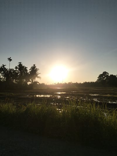 This image captures a serene sunset over a rural landscape in Lhokkulam, Indonesia. The sun, a bright orb, is positioned centrally in the sky, casting a warm, golden glow across the scene. Silhouetted against the vibrant sky are lush palm trees and a dense treeline, suggesting a tropical environment. In the foreground, tall grasses sway gently, their tips catching the fading sunlight. Beyond the grasses, a paddy field stretches into the distance, with patches of water reflecting the sunset's hues. The overall atmosphere is one of tranquility and natural beauty, characteristic of a peaceful Indonesian countryside at dusk.