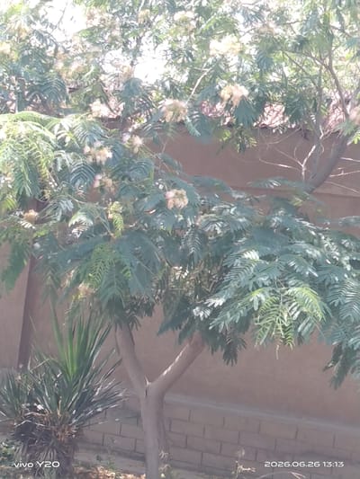 This media file captures a close-up view of a Mimosa tree in bloom, set against a muted, textured background. The tree's delicate, feathery leaves and fluffy, cream-colored flowers dominate the frame, creating a soft, ethereal appearance. Sunlight filters through the canopy, casting dappled shadows and highlighting the intricate details of the foliage.
The setting appears to be outdoors, possibly a garden or courtyard, with a brick wall visible in the background. The presence of a spiky, green plant in the lower left corner suggests a semi-arid or temperate climate. The overall atmosphere is tranquil and serene, with no human subjects or overt activity.
The image is dated 2026.06.26 13:13, indicating it was taken in the early afternoon on June 26th, 2026. The lighting suggests a bright, sunny day. The visible text "vivo Y20" in the bottom left corner indicates the device used to capture the image. Given the location context of Almalyk, Uzbekistan, the scene is likely a representation of the natural beauty present in that region during late spring or early summer.