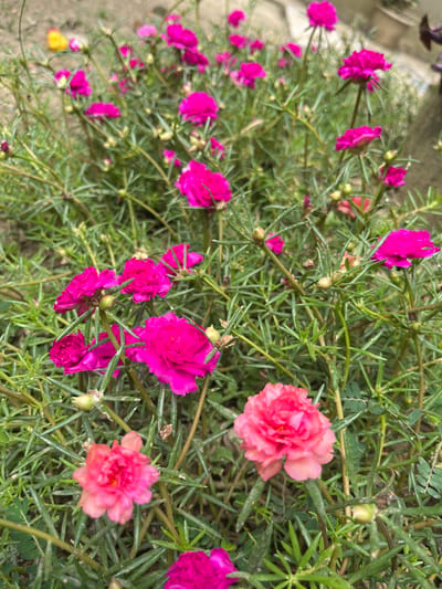 This is a close-up, ground-level shot of a patch of vibrant pink and orange moss rose flowers (Portulaca grandiflora) in Beuringen, Indonesia. The flowers are in various stages of bloom, with many fully open, revealing their layered petals, while others are still tightly budded. The foliage is dense and green, with thin, needle-like leaves characteristic of moss roses. The flowers are the primary subjects, filling most of the frame. The background is blurred, showing hints of green vegetation and a slightly lighter-colored object, possibly a wall or a pot, further back. The lighting suggests it is daytime, with soft, natural light illuminating the flowers. There are no people or animals visible in the scene. The overall impression is one of a well-maintained garden or a natural patch of these colorful flowers thriving in the local environment.