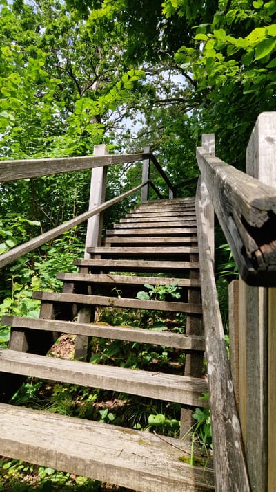 An outdoor, low-angle, vertical, medium shot captures a weathered wooden staircase ascending through lush green foliage. The wooden steps, showing signs of age and wear, are constructed with thick planks. A wooden railing runs along the right side of the stairs, also appearing aged and slightly splintered. The steps are interspersed with vibrant green leaves and plants, suggesting a natural, possibly forested, environment. The sky is visible through the canopy of leaves at the top of the frame, appearing bright and possibly overcast. The scene evokes a sense of a secluded, natural pathway. The location is specified as a staircase in Embūte, Latvia. There are no people or animals visible in the frame. The lighting is natural, with shadows cast on some of the steps, indicating it is daytime.