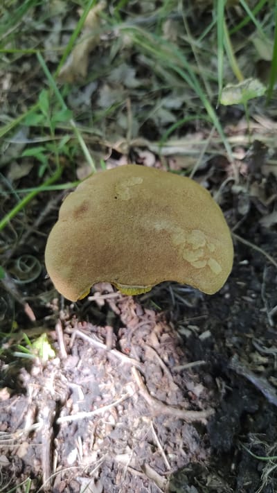 This media file shows a top-down view of a single, light brown mushroom cap growing on the forest floor in Mikhaylovka, Russia. The mushroom cap is incomplete, with a noticeable bite taken out of its right side, revealing a yellowish interior. The surface of the cap is textured and has several lighter, raised, irregular markings. The mushroom is surrounded by dry leaves, twigs, dark soil, and green grass. The lighting suggests it is daytime, with some areas appearing shadowed and others illuminated, possibly from sunlight filtering through trees. There is no visible text in the image.