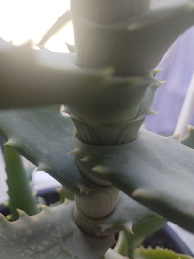 The image is a close-up, low-angle, vertical shot of aloe vera plant stalks and leaves. The plant's fleshy, grey-green leaves, some with visible spines along their edges, are intertwined. The lighting is bright, with significant backlight, creating a hazy and diffused effect, obscuring details in the background. The overall impression is of a botanical subject. The location in Социализм, Kyrgyzstan, is not determinable from the visual information provided in the image.