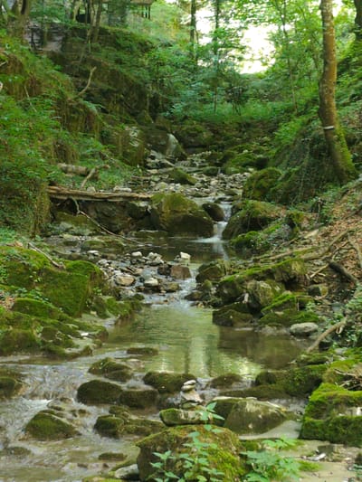 The image depicts a natural scene of a stream flowing through a moss-covered rocky terrain, characteristic of the area around Teteven, Bulgaria. The stream originates from a rocky slope and meanders through the foreground. The banks of the stream are densely populated with moss-covered rocks and fallen branches, suggesting a humid and verdant environment. The surrounding area is covered with lush green vegetation, including trees and undergrowth, characteristic of a forest. The sunlight filters through the canopy, casting dappled shadows on the stream and rocks. The overall impression is one of a secluded and serene natural setting, likely a popular spot for outdoor activities and nature observation in the region.