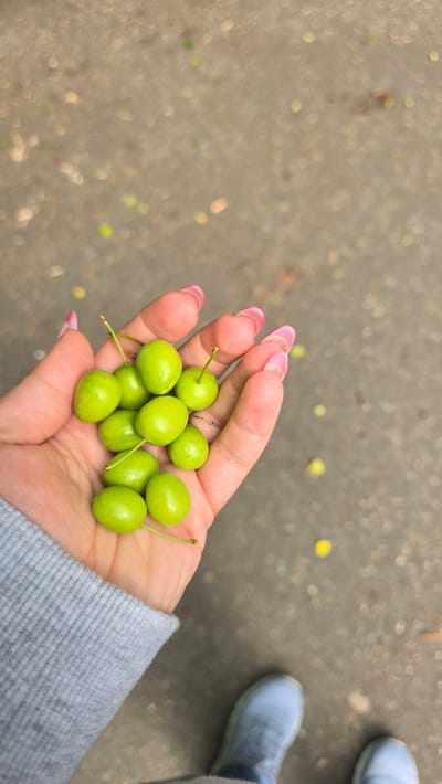 A high-angle, eye-level photograph shows a person holding a handful of green plums in their left hand. The plums are small and round, with short stems. The hand has long, pink manicured nails. The person is wearing a gray sweatshirt. A blurred background shows a paved surface with scattered debris, possibly in the city of Zirndorf, Germany. In the upper-right corner, a portion of blue sneakers is visible, suggesting the person is standing.