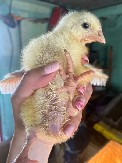 In Kisliakovskaya, Russia, a close-up shot captures a fluffy, pale yellow chick being held in a person's hand. The chick's eyes are dark and round, and its beak is a light, fleshy color. Its downy feathers are somewhat sparse, revealing pale pink skin underneath, especially on its legs and abdomen. One of the chick's feet is prominently displayed, showing its scaly skin and three visible toes with sharp claws. The person's hand, with neatly manicured pink nails, supports the chick. The background is softly blurred, suggesting an indoor setting with hints of green and orange objects, possibly part of a room or enclosure.