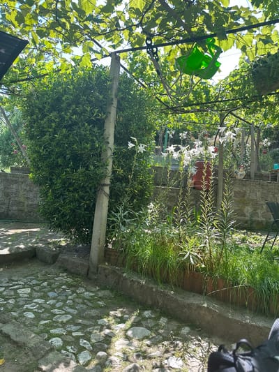 The image depicts a sunlit garden with a cobblestone path in the foreground, leading towards a densely planted green hedge and a row of tall white lilies. A concrete pillar stands near the hedge. In the background, a stone wall is visible, topped with a wire fence. A rooster is perched on the wall. Overhead, grapevines create a leafy canopy, and a green plastic swing hangs from a branch. The scene is set in a backyard in the village of Rozovo, Bulgaria, suggesting a rural or semi-rural environment. The lighting indicates it is daytime, likely late morning or early afternoon due to the strong shadows. There are no people visible in the image.