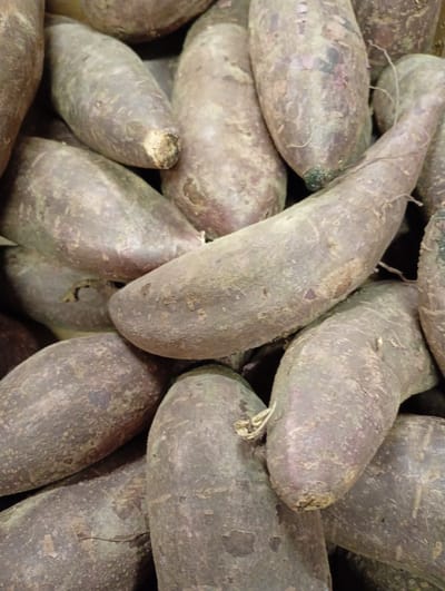 The image displays a dense pile of root vegetables, most likely sweet potatoes or yams, filling the entire frame. The vegetables are elongated and irregular in shape, with skins that are a mix of earthy brown, purplish-grey, and dull red hues. Their surfaces appear rough and textured, with some displaying small fibers, root tendrils, or dried bits of soil. Many of the vegetables show lighter patches where the skin might have been scuffed or peeled slightly, revealing a paler interior.
The vegetables are stacked closely together, indicating they are in a bin, crate, or market display. No people are visible, and there is no discernible activity taking place beyond the arrangement of the produce itself. The lighting is soft and consistent, highlighting the varied textures and subtle color differences across the collection of roots. There are no visible location cues or text within the image itself. The overall impression is a raw, unwashed harvest ready for sale or consumption. The location context for this media file is Kabile, Bulgaria.