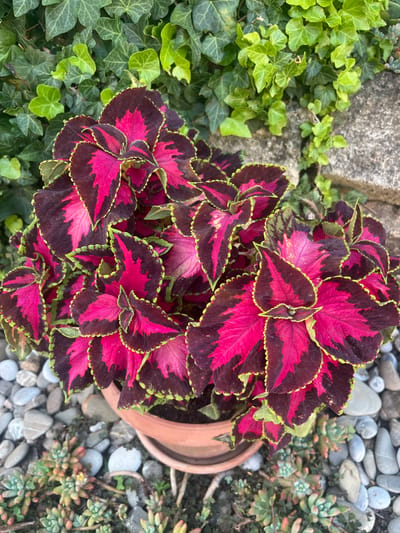 The image shows a potted coleus plant with vibrant pink and dark red leaves edged in lime green, situated outdoors in a garden setting. The pot is terracotta colored and sits on a bed of smooth, grey river stones. In the background, lush green ivy climbs a textured stone wall, and small succulent plants are visible in the foreground around the base of the pot. The scene appears to be a close-up shot, focusing on the textures and colors of the plants and decorative stones. The location is identified as being in the city of Vallo della Lucania, Italy.