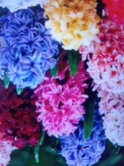 This is a close-up, slightly blurry, eye-level, medium shot of a dense cluster of blooming hyacinth flowers in a garden. The flowers are arranged in a variety of vibrant colors including deep purple, bright pink, yellow, and shades of white and light pink. Some green leaves are visible interspersed among the blossoms. The background is dark and out of focus, suggesting natural lighting conditions. The image does not contain any identifiable landmarks or contextual information that would place it in Verkhniachka, Ukraine, or any specific city. There are no people or actions depicted in the image.