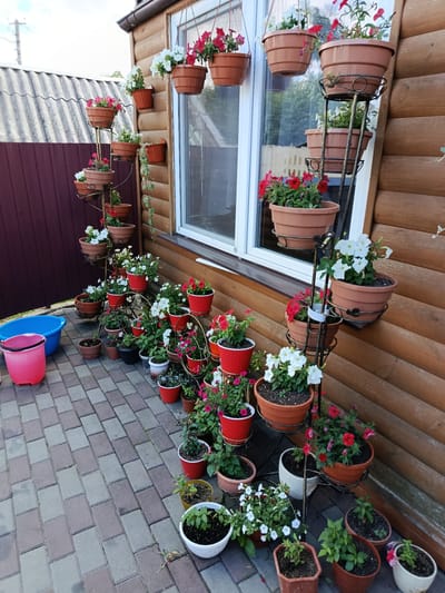 The image depicts an outdoor scene featuring a variety of potted plants arranged on tiered stands and on the ground next to a wooden-sided building. The building appears to be a house or a shed, with horizontal wooden planks. A window with white trim is visible on the building's wall. In front of the building, a patterned paved area, likely a patio or walkway, is laid with interlocking rectangular bricks in shades of gray and brown.
To the left of the building and patio, there is a metal fence with a dark red color. Above the fence, a corrugated metal roof is visible. The sky above is cloudy.
The plants are in various types of pots, including terracotta-colored plastic pots, red plastic pots, and some white pots. Some of the pots are suspended from a tiered metal stand that spirals upwards, while others are placed directly on the paved surface. The plants themselves include flowers such as red and white petunias, and greenery.
In the foreground on the left, there is a bright blue plastic basin and a pink plastic bucket.
The overall impression is that of a well-maintained outdoor space, possibly a garden or a veranda, decorated with an abundance of flowering plants. The location is identified as Makariv, Ukraine. There are no people visible in the image.