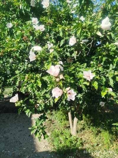 A close-up shot captures a bush with numerous light pink hibiscus flowers in full bloom, interspersed with lush green foliage. The flowers have five petals and a prominent stamen. Sunlight illuminates the scene, creating bright highlights and shadows. In the lower left, a gray concrete pathway is visible, bordered by green grass and some dry leaves. The background is filled with more greenery, suggesting an outdoor setting. A timestamp in the bottom right corner reads "03.07.2026 17:36," indicating the date and time the photograph was taken, although the location is not specified within the image itself.