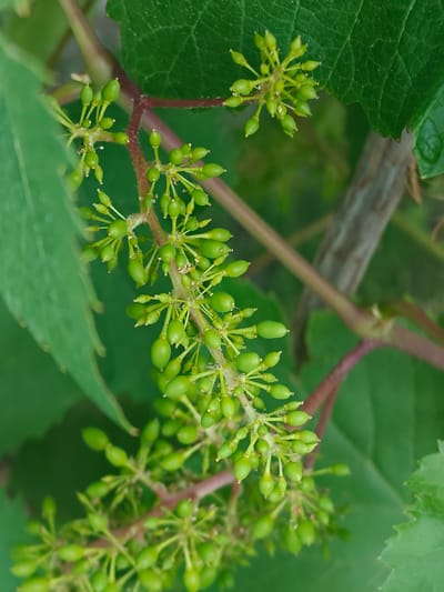 The image shows a close-up of a grape vine with developing green grape clusters. The clusters are composed of numerous small, oval-shaped green berries, each with a small pointed tip. The berries are attached to thin stalks that branch off from a central stem, which is reddish-brown in color. The vine has large, green leaves that are slightly out of focus in the background. The lighting suggests it is daytime, with soft, diffused light. The overall scene is natural and appears to be outdoors, likely in a vineyard or garden. There are no people or animals visible. The image does not provide any specific details about the city of Kotelva, Ukraine.