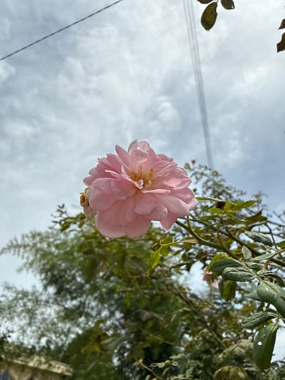 The image shows a close-up of a light pink rose in bloom, set against a cloudy sky. The rose is the primary subject, with its delicate petals and yellow stamen clearly visible. The plant's green leaves and thorny stems are also in focus, surrounding the flower. In the background, out-of-focus foliage and a faint structure are visible. A thin wire runs diagonally across the upper portion of the image, suggesting the presence of utility lines. The overall scene appears to be outdoors in a natural or garden setting, with no people or animals present. The image does not contain any specific visual information that would allow for the determination of its location within Palohlada, Indonesia.