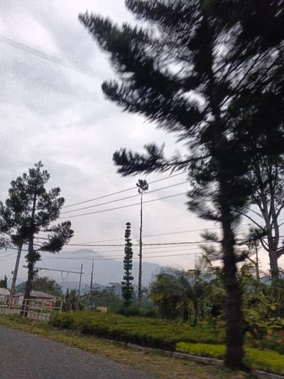The image displays an outdoor, semi-rural scene in Phước Hòa, Vietnam, under an overcast sky. In the immediate foreground, a dark asphalt surface, likely a road or path, is visible on the lower left. Adjacent to it on the right is a green, grassy embankment or verge. A large, dark-leafed tree, heavily blurred by motion, occupies the entire right side of the frame.
In the mid-ground, several trees are present: a clearly defined conifer with dark green foliage stands on the left, and a taller, slender conifer with distinct, tiered branching is centrally located. Further back, a tall, bare utility pole, topped with a small cluster of dark foliage, rises against the skyline. Multiple parallel utility lines stretch horizontally across the middle of the scene. To the far left, a partial view of a light-colored structure, possibly a building or shed, is discernible behind some low fencing or planting.
The background features distant, undulating mountains or hills, appearing hazy and subdued under the uniformly light-grey, cloudy sky. The overall scene is devoid of visible human figures or specific dynamic actions.