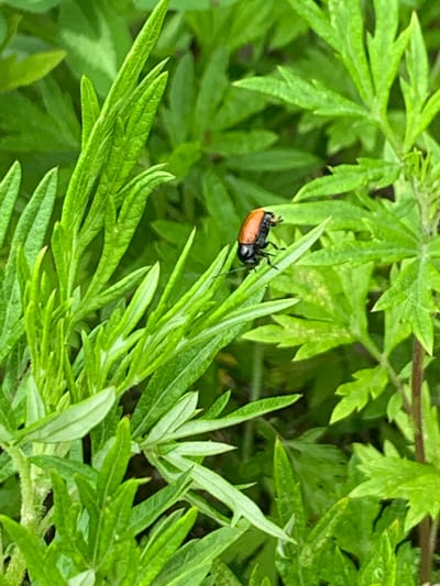 An orange and black insect rests on a thin green leaf surrounded by lush green foliage. The background is blurred, suggesting a shallow depth of field, with darker green leaves and hints of brown earth visible. The scene appears to be an outdoor environment, likely a garden or natural area in Ustinovka, Russia, given the context. There are no people or other discernible subjects in the image.