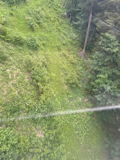 The image depicts a steep, verdant mountainside at Hasliberg Reuti, Switzerland. The terrain is covered in dense green foliage, including grass, bushes, and trees. A tall, slender dead tree stands prominently on the right side of the image, leaning precariously. Sunlight filters through the leaves, casting dappled light and creating a slightly hazy effect, possibly due to a window or atmospheric conditions. The overall impression is one of natural, untamed wilderness.