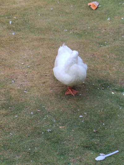 A white domestic duck stands centrally on a grassy surface, facing away from the viewer. The duck's plumage is entirely white, and its webbed feet are a distinct orange color. The ground is covered in a mix of green and dry, brownish grass, with scattered small white specks throughout, which appear to be either feathers or food particles.

In the upper right portion of the image, an orange, fish-shaped object is visible on the grass, likely a toy or a piece of food. In the lower right corner, a white plastic spoon lies on the grass, containing a small amount of white, granular substance, possibly feed or a treat for the duck. The setting is an outdoor grassy area, consistent with a backyard or a rural environment. The lighting suggests it is daytime. There are no people visible, and no text can be identified in the image. The scene captures a peaceful moment of the duck in its environment.