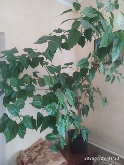 A potted hibiscus plant with vibrant green leaves is positioned indoors, against a textured yellow wall. The plant is the primary subject, with its branches reaching upwards and outwards. The pot is black and sits on a dark wooden surface, possibly a table or shelf. To the left of the plant, a folded blanket or fabric with a patterned design is visible. In the background, a framed picture hangs on the wall, partially obscured by the plant's foliage. The scene appears to be a domestic interior. The timestamp in the lower right corner reads "2026/6/29 11:23". The location is identified as Skala-Podilska, Ukraine.