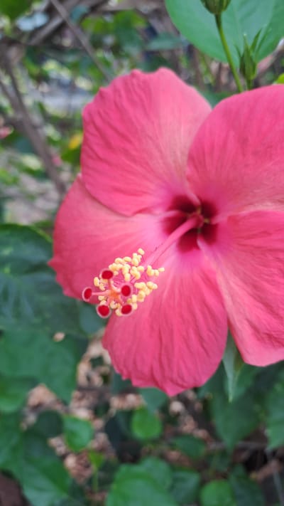 The image shows a close-up, eye-level view of a vibrant pink hibiscus flower. The flower is in focus, with its petals prominently displayed. The center of the flower features a stamen with yellow pollen and red stigma. The background is a blurred mix of green leaves, branches, and some brown elements, suggesting an outdoor environment. There are no people or animals visible in the image. The lighting appears to be natural daylight.