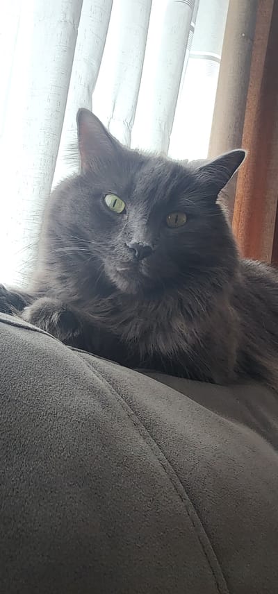 A close-up, eye-level shot features a medium-haired, grey cat with striking green eyes looking directly at the camera. The cat is positioned on a dark grey upholstered surface, likely a sofa, with its paws visible in the foreground. Behind the cat, sheer white curtains are visible, with thicker, reddish-brown curtains to the right, suggesting an indoor setting. The lighting appears to be natural, coming from a window. There is no visible indication of the cat's specific location within Saint-Jean-sur-Richelieu, Canada.