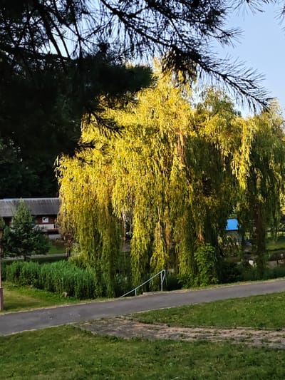 This media file depicts an outdoor scene in a park-like setting, likely during the daytime. The primary focus is a large, weeping willow tree with branches cascading downwards, illuminated by warm, golden sunlight. In the background, several buildings are visible. To the left, there's a long, low building with a gray roof and red trim, partially obscured by a smaller evergreen tree. Further back, a glimpse of a blue-roofed structure can be seen. The scene is framed by dark, silhouetted branches of a pine tree in the foreground.
A paved pathway runs diagonally across the lower half of the image, bordered by green grass and a dense patch of tall green reeds. A simple metal handrail runs alongside the path, suggesting it might lead to a water feature or a slight incline. The overall atmosphere is peaceful and serene, with the sunlight casting a warm glow on the landscape. The presence of the buildings and pathway indicates a developed area, possibly a recreational park or the grounds of a residential complex. The time of day appears to be late afternoon or early evening, given the warm, low angle of the sun. There is no visible text in the image.