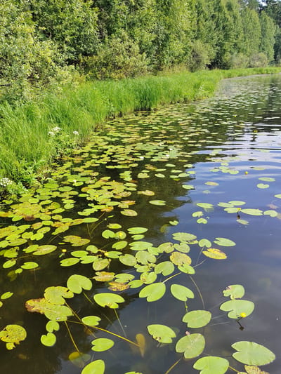 The image shows a tranquil natural scene along the bank of a body of water, likely a river or lake, in or near the settlement of Vylytdor, Russia. Dense, green foliage, consisting of trees and tall grass, lines the left bank of the water. The water itself is filled with numerous lily pads, the circular leaves of water lilies, floating on its surface. Some of these lily pads are a vibrant green, while others show signs of yellowing or decay. Small yellow and white water lily flowers are visible among the pads. The water is dark and reflects the surrounding trees and sky, creating a dappled pattern on its surface. The overall impression is one of natural serenity and the lushness of a summer landscape.