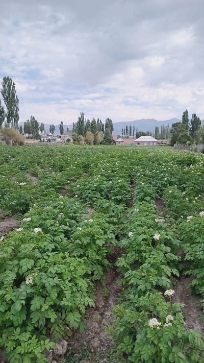 The image shows a field of potato plants in bloom, with small white flowers dotting the green foliage. The field is located in the city of Kum-Döbö, Kyrgyzstan, as indicated by the surrounding environment. In the background, there are several houses and trees, and in the far distance, mountains can be seen. The sky is cloudy, suggesting it might be an overcast day. The potato plants are planted in rows, with visible soil between them. The scene appears to be a rural agricultural area, characteristic of the outskirts of a town or village. There are no people visible in the image.