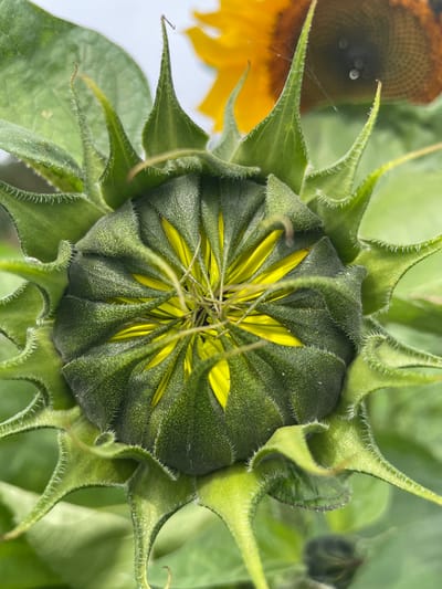 The image captures a close-up, high-angle view of a partially opened sunflower bud. The bud is predominantly green with yellow petals beginning to emerge from its center. The bud's outer surface is textured and covered in fine hairs, and it is surrounded by spiky green sepals. In the background, the blurry yellow petals and dark center of a fully bloomed sunflower are visible, along with soft green foliage. The scene is brightly lit, suggesting it was taken outdoors during the daytime. There are no people or human-made objects present, and the image appears to be devoid of any specific landmarks that would indicate a precise location within Puhja, Estonia.