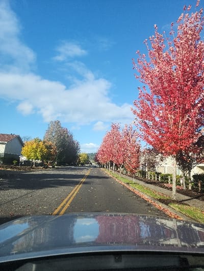 This image captures a residential street scene in Fife, United States, during autumn. The perspective is from inside a vehicle, with the upper portion of a dark gray hood visible in the lower foreground, reflecting the blue sky and red trees. A clear blue sky with scattered white cumulus clouds dominates the upper half of the frame. An asphalt road, marked with a continuous double yellow centerline, recedes into the distance, covered sparsely with fallen reddish-brown and brown leaves.

On the right side of the road, a prominent row of deciduous trees displays vibrant red autumn foliage, lining a sidewalk and a narrow strip of green grass. Beyond these trees, light-colored residential structures are partially visible. On the left side of the road, further down the street, trees with yellow and green autumn foliage are present, with at least one light-colored residential building visible closer to the foreground. No individuals or other active vehicles are visible.