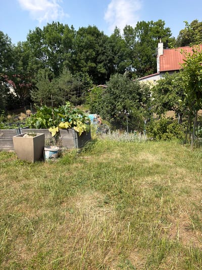 This is a medium-shot, eye-level, outdoor photograph taken in the city of Bašť, Czechia. The scene depicts a garden area on a sunny day. In the foreground, a patch of unkempt, dry grass dominates the lower half of the frame. Behind this, a raised wooden garden bed is visible, filled with lush green plants, including large zucchini leaves. To the left of the raised bed, a square, concrete planter is positioned. A small white bucket sits on the ground between the planter and the raised bed. In the mid-ground, a chain-link fence runs horizontally, separating the garden from more densely vegetated areas. Beyond the fence, a residential building with a red-tiled roof and a white chimney is visible amongst tall green trees. A person, partially obscured and wearing dark clothing, can be seen in the background to the right, appearing to be tending to the garden or resting. The sky above is a clear blue with a few wispy white clouds. The overall impression is that of a functional, slightly overgrown, suburban garden.