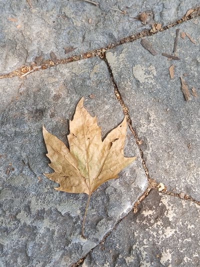 A single, dried, brown maple leaf lies on a stone pathway. The pathway is comprised of large, irregular grey stones, separated by darker grout lines. Small fragments of wood and debris are scattered among the stones. The scene appears to be outdoors, possibly in a park or public walkway in Trebinje, Bosnia and Herzegovina. There are no people visible in the image.