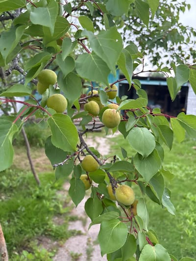 This is a close-up, vertical, eye-level, outdoor, daylight photograph of an apricot tree branch laden with unripe apricots. The apricots are small, round, and a pale green color with some showing faint reddish speckles. They are clustered on thin, reddish-brown branches amidst vibrant green, ovate leaves. The background is softly blurred, revealing more of the tree's foliage and branches, along with a hint of a building with a teal-colored roofline and a white wall. The ground beneath the tree appears to be a path covered in light-colored gravel, bordered by lush green grass. The overall impression is one of natural growth and a rural setting. The location is identified as Siniy Gay, Russia. There are no people or animals visible in the image.