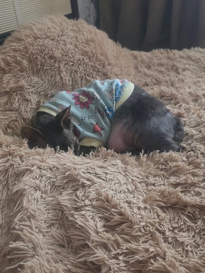 A gray cat, likely a Sphynx due to its visible skin, is curled up and sleeping on a fluffy, beige blanket. The cat is wearing a light blue pajama with a yellow trim, adorned with pink flowers and red stars. The cat's head is tucked into its body, and its ears are visible. The blanket is soft and textured, with long, shaggy fibers. The background is out of focus, showing a glimpse of what appears to be a window with blinds and a dark curtain. The scene appears to be indoors, in a domestic setting. There is no information available about the location being in the city of Stroitel, Russia.
