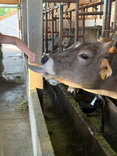 In Krimovice, Montenegro, a person's arm and hand, with manicured fingernails, extend from the left side of the frame, reaching towards a cow. The cow, with a brown coat and visible ear tag, is licking the person's hand with its long, pink tongue. The scene takes place inside a barn or stable, with metal bars and wooden structures visible in the background. The ground is concrete and covered with hay. A trough filled with water and hay runs along the right side of the frame. The lighting suggests it is daytime, with sunlight illuminating the scene.