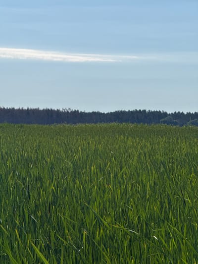 The image depicts a wide expanse of lush green vegetation, possibly reeds or tall grass, dominating the foreground and mid-ground. The stalks are dense and reach upwards, creating a textured surface with varying shades of green due to light and shadow. In the background, a dark, dense line of trees forms a horizon, appearing as a thick forest. Above the treeline, the sky is a clear, pale blue, with a single, thin, wispy cloud stretching horizontally across the upper portion of the frame. The overall impression is one of a natural, undeveloped landscape, likely in a rural or semi-rural setting, given the absence of man-made structures. The location is identified as Kedyna Hora, Ukraine.