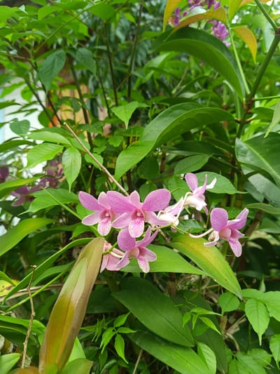 The image shows a cluster of pink orchids in full bloom, interspersed with green foliage. The orchids are light pink with darker pink stripes on the petals. The leaves are a mix of large, glossy green leaves and smaller, lighter green leaves. The background is blurred, suggesting a garden or other natural setting. The location is Aluebuket, Indonesia.