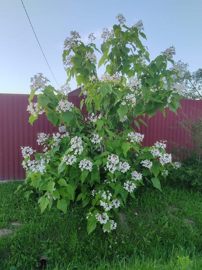 A blooming Catalpa tree stands in a grassy yard, its white flowers clustered in panicles against a clear blue sky. The tree is lush and full, with large, heart-shaped green leaves. A dark red corrugated metal fence runs along the background, separating the yard from what appears to be a residential area, with a hint of a building visible to the left. The grass is green and well-maintained, with some scattered weeds. A thin black wire stretches across the upper portion of the image. The lighting suggests it is either early morning or late afternoon, with soft sunlight illuminating the scene. The overall impression is one of a serene and pleasant outdoor environment in Zhal'skoe, Russia. There is no visible text in the image.