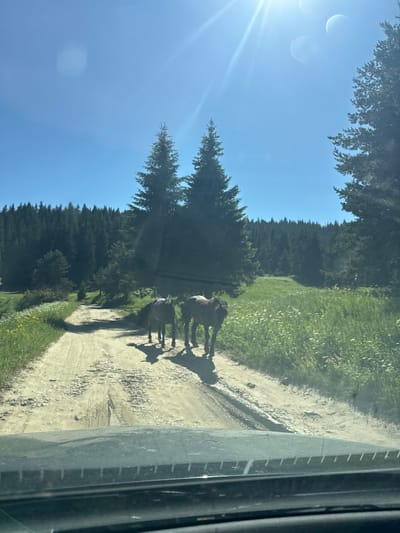 Two horses are standing on a dirt road in a rural area. The road is surrounded by grass and trees. The sky is blue and clear, with the sun shining brightly. The image was taken from inside a vehicle, as indicated by the dashboard visible at the bottom of the frame. The location is the city of Sarnitsa, Bulgaria.