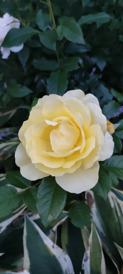 This media file showcases a close-up, vertical shot of a fully bloomed yellow rose. The rose is the central subject, with its delicate petals unfurling in soft layers. The petals transition from a pale yellow in the center to almost white at the edges, highlighting a gentle gradient of color. Surrounding the rose are lush green leaves, providing a verdant backdrop. Some of these leaves have a variegated pattern of dark green and white stripes, adding visual interest to the composition. Subtle hints of purple flowers and a bud of a lighter colored rose are visible in the background, suggesting a garden setting. The lighting appears soft, indicative of either early morning or late afternoon, and the overall mood is serene and natural. There is no visible text in the image. The setting is suggestive of a garden in Rosinka, Russia.