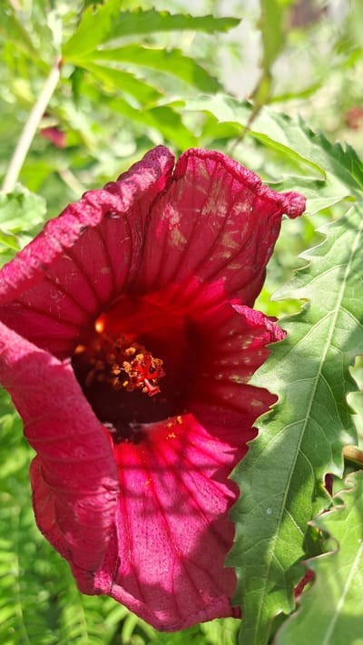 This is a close-up, eye-level, vertical shot of a single, deep red hibiscus flower blooming outdoors in a garden setting. The flower's petals are ruffled and creased, with visible veins and a slightly fuzzy texture. Sunlight casts shadows across the petals, highlighting their texture. The center of the flower reveals a cluster of reddish-brown stamens tipped with yellow pollen. Green leaves, some with serrated edges, surround the flower, and the background is a blur of more green foliage, suggesting a lush, natural environment. There are no people or man-made structures visible. The image is presumed to be captured in Kruengjuli Timu, Indonesia.