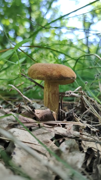 The image is a close-up, low-angle shot of a single brown mushroom growing in a forest floor environment. The mushroom has a rounded, convex cap and a thick, cylindrical stem with vertical striations. It is surrounded by dry, fallen leaves and green blades of grass. The background is blurred with bokeh effects, showing the dappled light of a forest canopy with shades of green and white, suggesting sunlight filtering through leaves. There are no people or animals visible in the image. The overall scene depicts a natural woodland setting. The location of Mikhaylovka, Russia is not discernible from the visual information in the image.