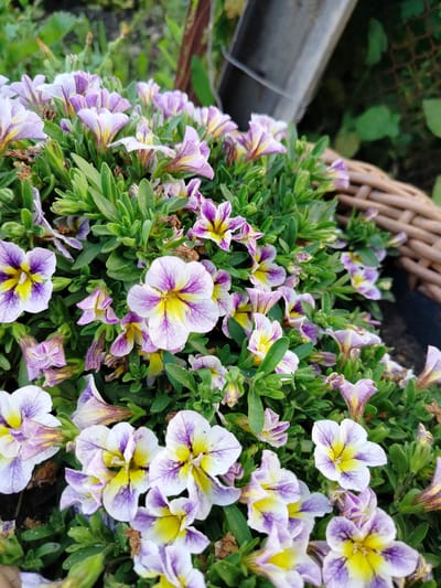 The image shows a close-up of a dense cluster of small, bell-shaped flowers with white, purple, and yellow petals. The flowers are in full bloom and are surrounded by vibrant green foliage. The overall impression is one of natural beauty and abundance.
The flowers have a delicate appearance, with intricate patterns of purple veins radiating from a bright yellow center. Some petals are a soft white, while others have deep purple edges. Many of the flowers are open, revealing their cheerful interiors, while a few are still in bud, promising more blooms to come. The leaves are small and ovate, forming a lush carpet around the flowers.
The setting appears to be outdoors, possibly a garden or a park, given the natural lighting and the presence of a woven basket in the background. The basket is a light brown color and is partially visible on the right side of the image. A metallic pipe or gutter is also visible in the upper right corner, suggesting an outdoor structure. The lighting suggests it is daytime, likely with soft, diffused sunlight, as there are no harsh shadows. The overall mood is peaceful and serene, evoking the beauty of nature. No people are visible in the image. There is no visible text. The location is identified as Вазерки, Russia.