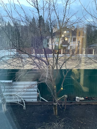The image shows a view from a window in Лесной Пейзаж Кп (шарапово), Russia. Outside, there is a tree with bare branches in the foreground. Beyond the tree, a house is visible with lit windows. To the right, a green fence and a metal corrugated sheet are visible next to dark soil. A white metallic structure with curved bars stands near the sheet. There is a can and a small tool by a tree trunk that has been cut.
