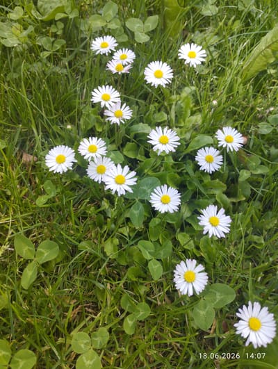 The image displays a close-up view of a patch of grass with several daisies and clover leaves. The daisies are white with yellow centers, and some have subtle pink tinges on their petals. The grass is green and appears to be a lawn. The scene is outdoors and bathed in natural light, suggesting a sunny day. There are no people or animals visible in the image. A date stamp "18.06.2026 14:07" is present in the lower right corner, indicating the time and date the photograph was taken. The setting is likely a park or garden area.