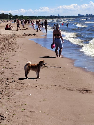 On a sunny day at Solnechnoye Beach in Solnechnoye, Russia, a Shiba Inu dog stands on the wet sand near the Baltic Sea. The dog faces right with its mouth open and its tail curled over its back. Further down the beach, a woman wearing a white hat, a black bikini top, and denim shorts stands facing the water, holding a pink hat. She is about to enter the wavy sea, where several other people are swimming and wading. In the background, a dense line of trees separates the beach from a distant cityscape under a bright blue sky with scattered clouds. The sand is a light brown with scattered green seaweed.